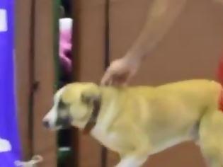 Φωτογραφία για Το βίντεο της ημέρας: Ένας σκύλος...στο παρκέ! [video]
