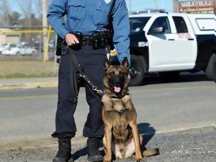 Φωτογραφία για Αστυνομικός είδε σκυλί στη μέση του πουθενά, το ακολούθησε δεν θα πιστέψετε που τον οδήγησε... [video]