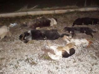Φωτογραφία για Φθιώτιδα: Η επικήρυξη για τον δολοφόνο των σκυλιών στο Αρχάνι