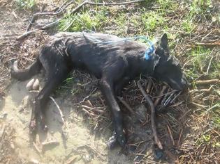 Φωτογραφία για ΑΙΣΧΟΣ: Έσερνε για 2 χιλιόμετρα με το Ι.Χ. του στην Ηλεία, σκυλί για να το σκοτώσει! [photos]