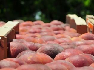 Φωτογραφία για Ανοίγει η αγορά των Ηνωμένων Αραβικών Εμιράτων για τα νωπά ελληνικά φρούτα