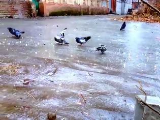 Φωτογραφία για Περιστέρια κάνουν... πατινάζ στον πάγο [video]