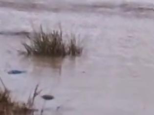 Φωτογραφία για Έσπασε το ανάχωμα στο Πέταλο του Έβρου...Στο πόδι κάτοικοι και Αρχές για τις πλημμύρες [video]