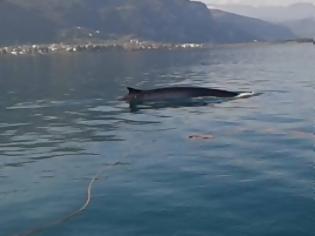 Φωτογραφία για Απίστευτο!Φάλαινα στο Μαλιακό!