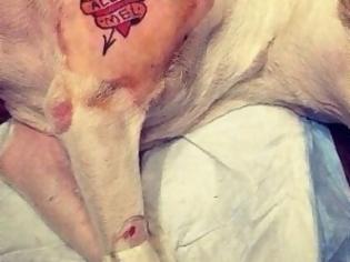 Φωτογραφία για Απαγορεύονται τα τατουάζ σε ζώα στη Νέα Υόρκη