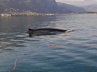 Φωτογραφία για Δείτε το video με τη φάλαινα που κάνει βόλτες στο Μαλιακό Κόλπο! [video]