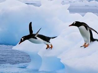 Φωτογραφία για Πώς αντέχουν το πολικό ψύχος οι πιγκουίνοι