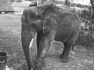 Φωτογραφία για Αυτός είναι ο ελέφαντας που κέρδισε τον σεβασμό μας! [video]