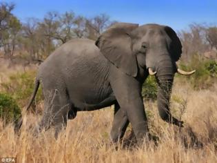 Φωτογραφία για Η Ζιμπάμπουε άρχισε να εξάγει... ελέφαντες!