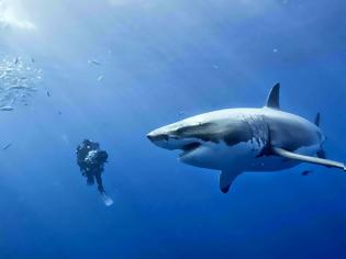 Φωτογραφία για Αυστραλία: Επίθεση καρχαρία σε ψαρά
