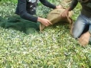 Φωτογραφία για Ηλεία: Αλλοδαπός μάζεψε τις ελιές σε λιοστάσι άλλου ιδιοκτήτη