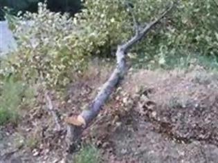 Φωτογραφία για Πάτρα: Πτώσεις δέντρων εξαιτίας των θυελλωδών ανέμων