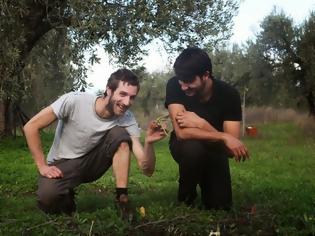 Φωτογραφία για Γάλλοι και Βέλγοι τουρίστες μαζεύουν ελιές στη Φθιώτιδα [video + photos]