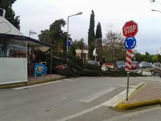 Φωτογραφία για Ο αέρας ξερίζωσε δένδρο που έπεσε δίπλα σε περαστικούς