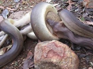 Φωτογραφία για Πύθωνας καταπίνει ολόκληρο καγκουρό - Προσοχή, ανατριχιαστικές φωτογραφίες