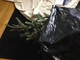 Φωτογραφία για Σατανική φάρσα με το χριστουγεννιάτικο δένδρο που θα σας κόψει την ανάσα...[photos]
