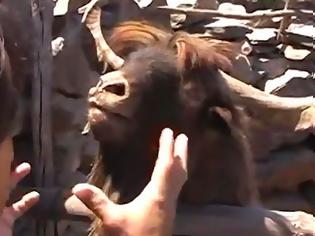 Φωτογραφία για Παράξενες και ξεκαρδιστικές συναντήσεις με ζώα [Video]