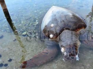 Φωτογραφία για Ναύπλιο: Μία ακόμα χελώνα καρέτα-καρέτα βρέθηκε χτυπημένη