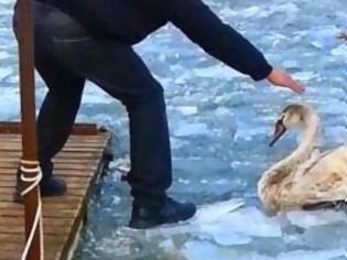 Φωτογραφία για Διάσωση κύκνου στην παγωμένη λίμνη της Καστοριάς [video + photos]