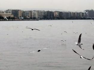 Φωτογραφία για Προανάκριση για νεκρά ψάρια στο Θερμαϊκό Κόλπο