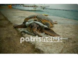Φωτογραφία για Νεκρή χελώνα caretta caretta ξεβράστηκε στο λιμάνι του Κατακόλου