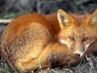 Φωτογραφία για Αιτωλοακαρνανία: Προσοχή στα δολώματα εμβολιασμού για τις κόκκινες αλεπούδες