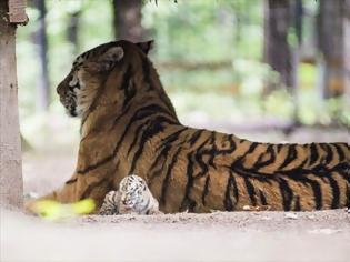 Φωτογραφία για Ινδία: Αύξηση του πληθυσμού των τίγρεων