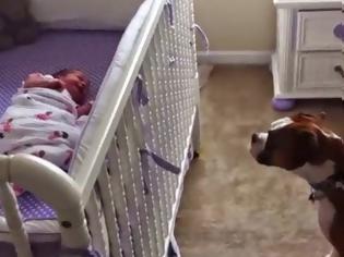 Φωτογραφία για Η αντίδραση αυτού του Boxer στο νεογέννητο μωρό θα σας συγκινήσει [Video]