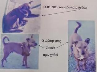 Φωτογραφία για ΧΑΘΗΚΕ σκύλος στη Θεσσαλονίκη - Βοηθήστε να βρεθεί [photo]
