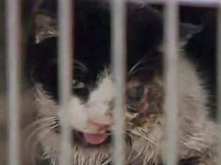 Φωτογραφία για Έθαψαν γάτα μετά από τροχαίο και πέντε ημέρες μετά την είδαν ζωντανή μπροστά τους [video]