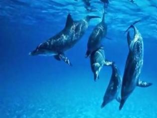 Φωτογραφία για Τα δελφίνια θρηνούν