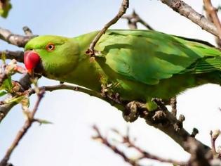 Φωτογραφία για Πράσινοι παπαγάλοι έχουν κάνει κατάληψη σε πάρκο της Τριανδρίας