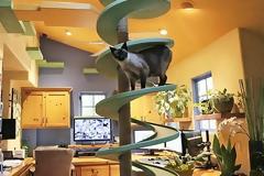 Άνδρας μετέτρεψε το σπίτι του σε παιχνιδότοπο για γάτες [Video]