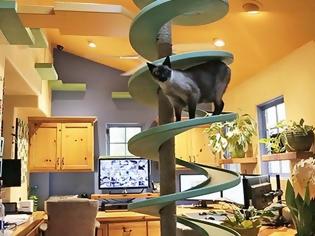 Φωτογραφία για Άνδρας μετέτρεψε το σπίτι του σε παιχνιδότοπο για γάτες [Video]