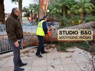 Φωτογραφία για ΣΟΚ στο Ναύπλιο: Έπεσαν 2 μεγάλα πεύκα σε πάρκο που καθημερινά παίζουν ΜΙΚΡΑ ΠΑΙΔΙΑ [photos]