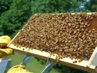 Φωτογραφία για Έκλεβε κυψέλες μελισσών σε Σέρρες και Δράμα