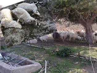 Φωτογραφία για Αδέσποτα σκυλιά κατασπάραξαν κοπάδι στα Αστερούσια