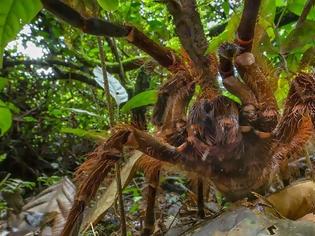 Φωτογραφία για Τρομάζει η μεγαλύτερη σε μέγεθος αράχνη του κόσμου
