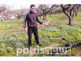 Φωτογραφία για Ηλεία: «Σήκωσαν» φυντάνι με 250 ελαιόδεντρα!