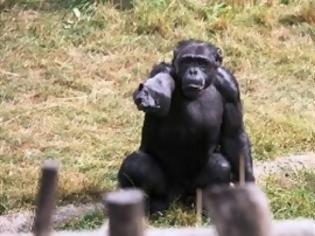 Φωτογραφία για Οι χιμπατζήδες μπορούν να μάθουν ξένες λέξεις