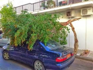 Φωτογραφία για Δέντρο έπεσε πάνω σε αυτοκίνητο στη Κηφισιά [photos]