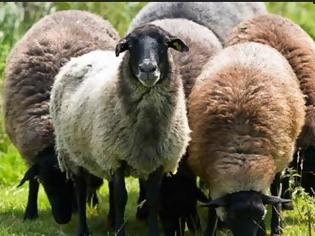 Φωτογραφία για Τρίπολη: Εικόνες ντροπής με πρόβατα να βόσκουν στα απορρίμματα [photo]