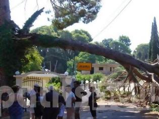 Φωτογραφία για Ηλεία: Δένδρο έπεσε στο δρόμο την ώρα που περνούσε αυτοκίνητο!