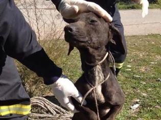 Φωτογραφία για Αίγιο: Έδεσε και πέταξε σε φρεάτιο σκυλάκι! - Το έσωσαν οι άνδρες της Πυροσβεστικής