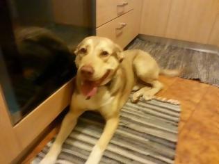 Φωτογραφία για Βρέθηκε σκυλάκι στη Νέα Σμύρνη - Βοηθήστε να βρεθεί σπιτάκι γι' αυτήν την πανέμορφη ψυχούλα! [photos]