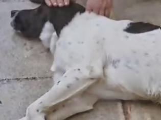Φωτογραφία για Ανθρωπόμορφο κτήνος, κάρφωσε τρίαινα σε αδέσποτο σκύλο στη Ραφήνα!