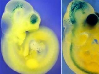 Φωτογραφία για Ποντίκια με ανθρώπινο DNA έχουν υπερφυσικό εγκέφαλο