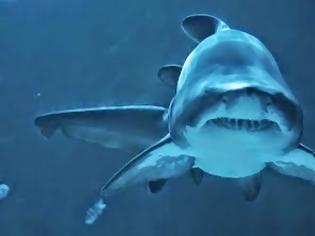 Φωτογραφία για Γιατί ο... αχινός είναι πιο επικίνδυνος από τον καρχαρία;
