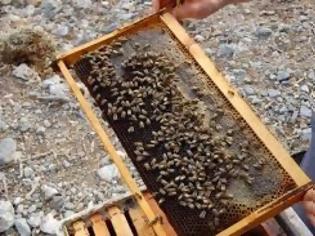 Φωτογραφία για Βόμβα στα θεμέλια της Ελληνικής μελισσοκομίας...