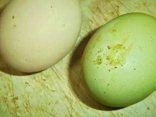 Φωτογραφία για Κότες γεννούν... πράσινα αυγά στη Διομήδεια της Ξάνθης – Έγινε αξιοθέατο το κοτέτσι!